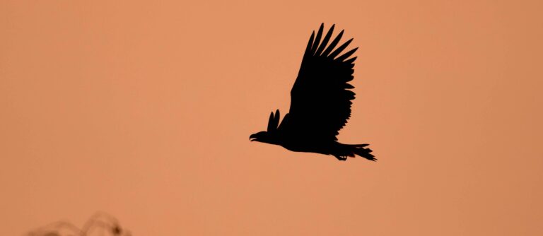 Pygargue à queue blanche © Anthony Kohler