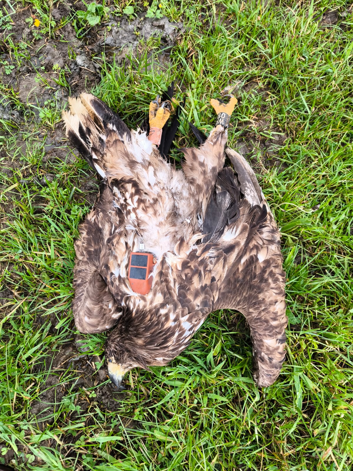 Pygargue empoisonné © Les Aigles du Léman