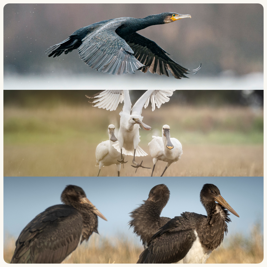 © Fabrice Cahez et Antoine Dusart