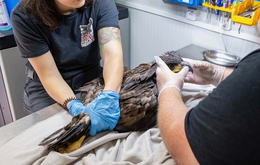 Pygargue victime d'une chute de nid © CSFL