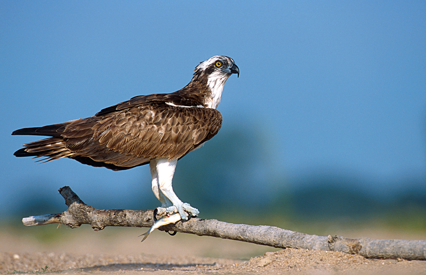 Balbuzard pêcheur © Louis-Marie Préau