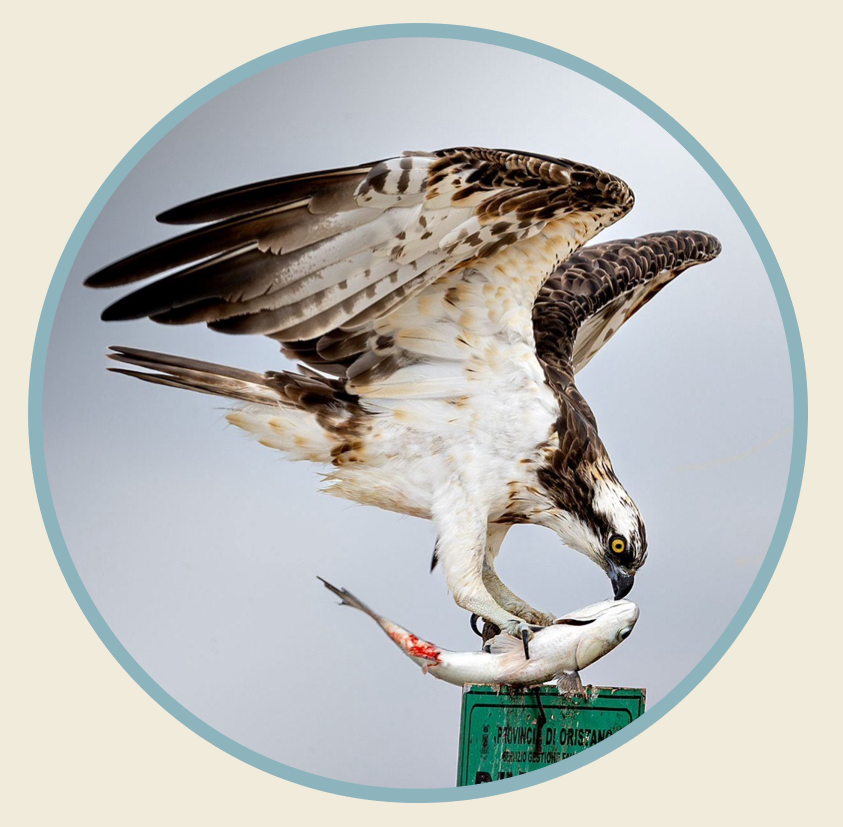 Balbuzard pêcheur © Ciro De Simone