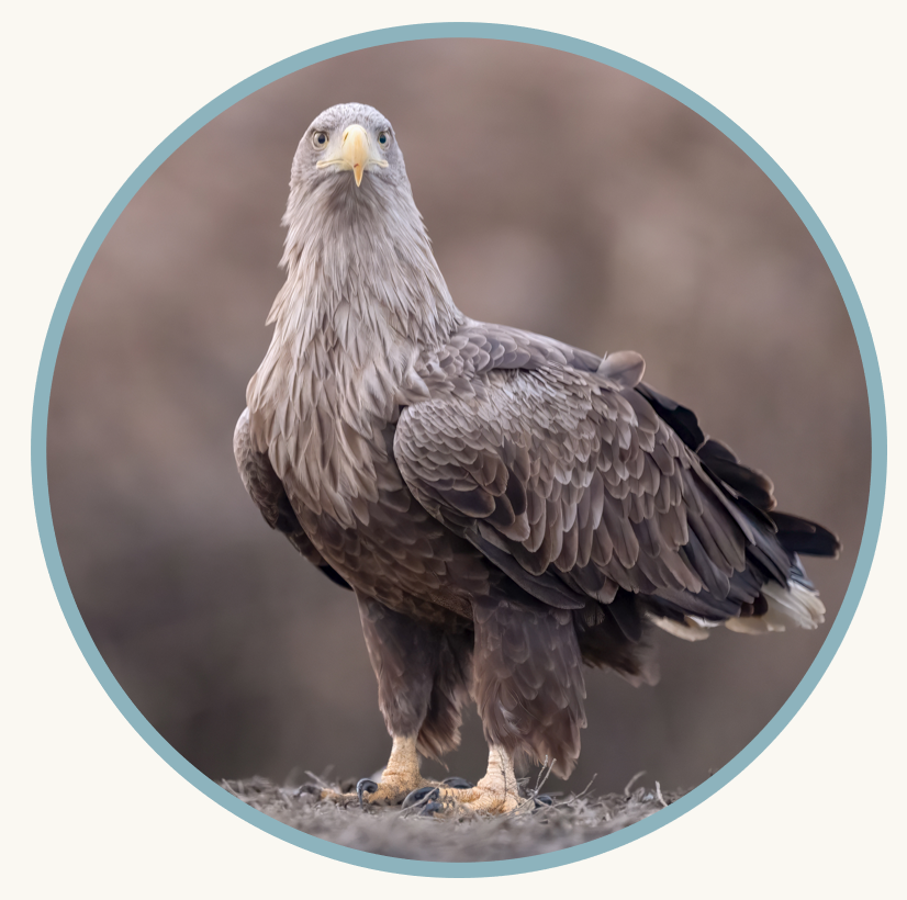 Pygargue à queue blanche adulte © Frans Pelsmaekers