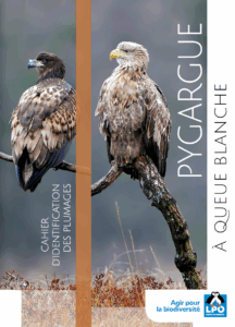 Cahier d’identification des plumages du Pygargue à queue blanche – DREAL Centre-Val de Loire, LOANA et LPO France