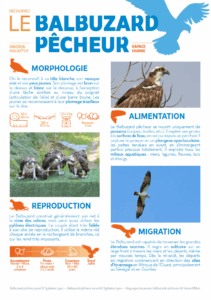 Plaquette « Découvrez le Balbuzard pêcheur » – LPO AuRA