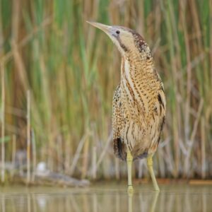 Butor-etoile_Clement-Pappalardo