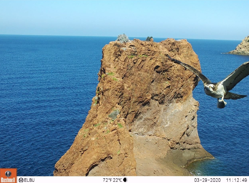 suivi piège photo OEC