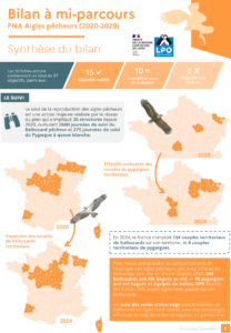 Essentiel du bilan à mi-parcours du PNA aigles pêcheurs