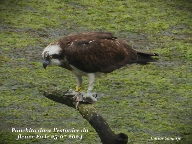 Panchita-en-Espagne-le-25-07-2024-Carlos-Sanjurjo-650x488