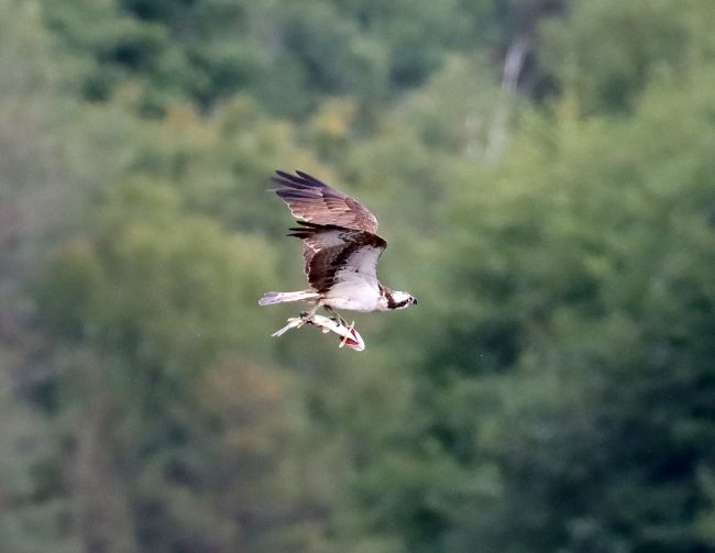Ravoir-1-le-23-09-2022-un-male-vient-de-pecher-1-650x503