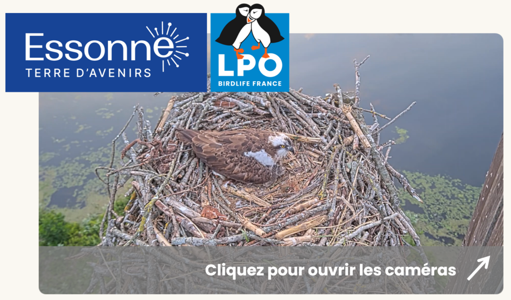 vignette essonne
